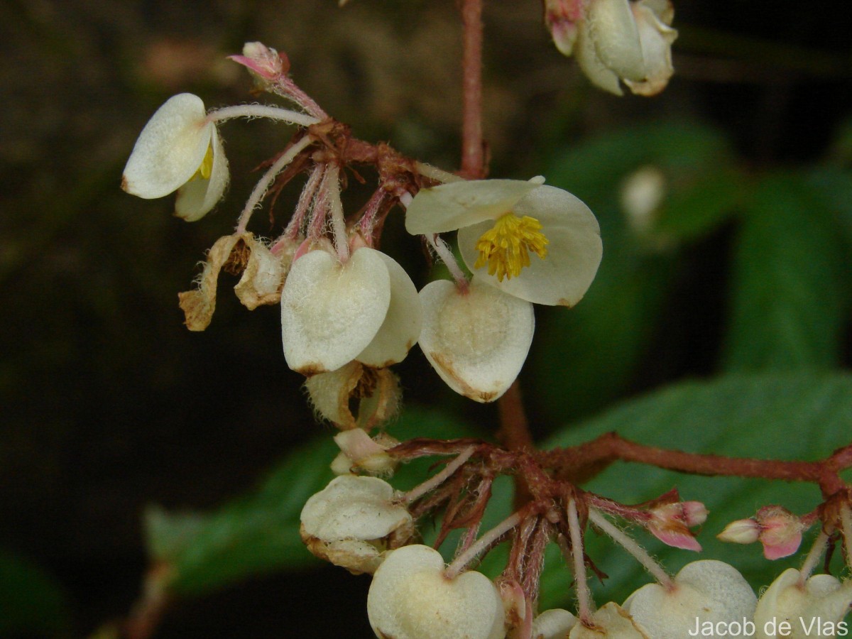 Begonia ulmifolia Willd.